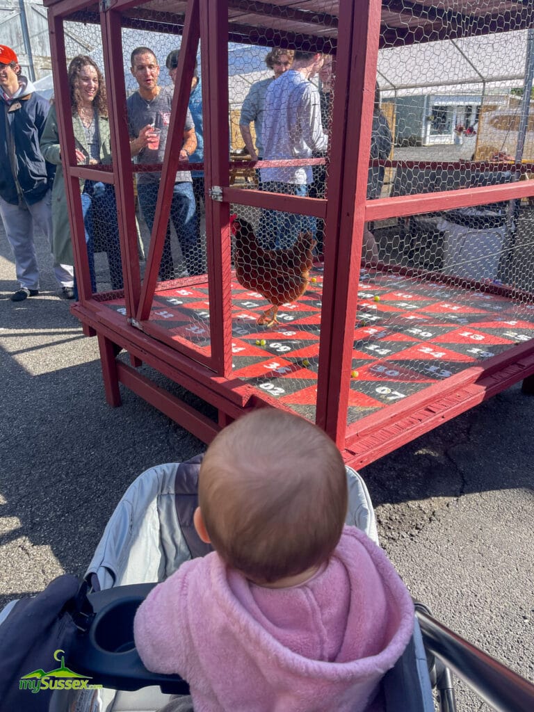 A chicken is about to shit on the winning number at Chicken Shit Bingo at Milk Street Distillery in Branchville, NJ