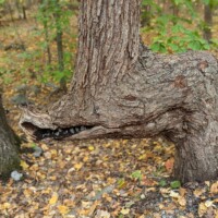 Bent tree trunk along Sunrise Mountain Road in Stokes State Forest, with rocks placed in an open seam to resemble a hog showing its teeth.