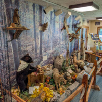 Display in the Swartswood State Park office featuring taxidermied animals, bones, and pelts from wildlife found in the park.